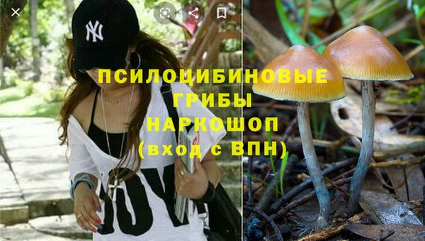 трава Белокуриха